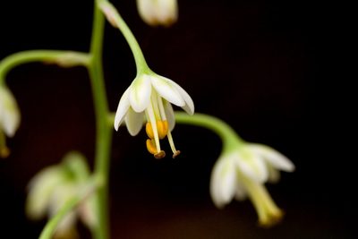 Anticlea virescens, photographed by Cecelia Alexander