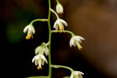 Anticlea virescens, photographed by Cecelia Alexander