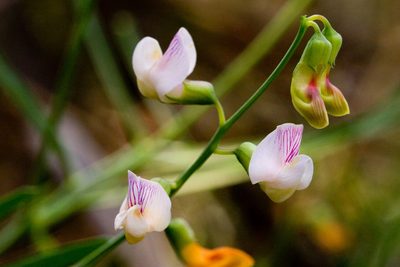 Lathyrus graminifolius, photographed by Cecelia Alexander