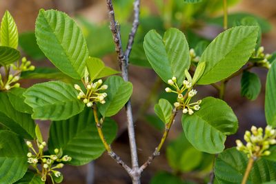 Frangula betulifolia, photographed by Cecelia Alexander