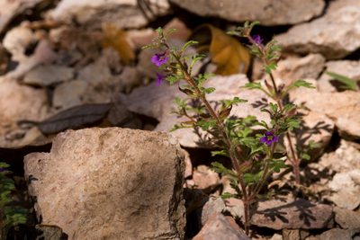 Schistophragma intermedium, photographed by Cecelia Alexander