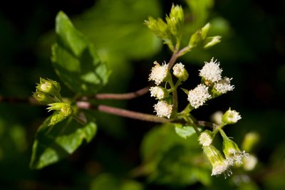 Ageratina rothrockii, photographed by Cecelia Alexander