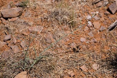 Stephanomeria thurberi, photographed by Cecelia Alexander