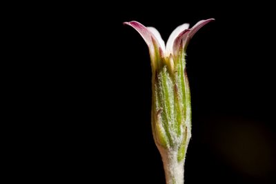 Leibnitzia lyrata, photographed by Cecelia Alexander