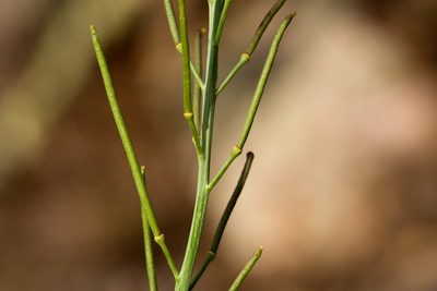 Pennellia micrantha, photographed by Cecelia Alexander