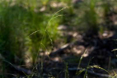 Piptochaetium fimbriatum, photographed by Cecelia Alexander