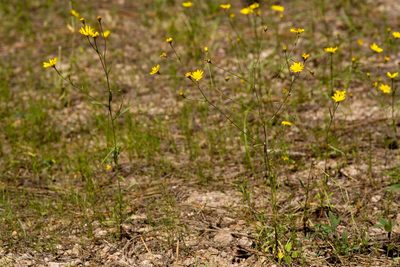 Gutierrezia wrightii, photographed by Cecelia Alexander