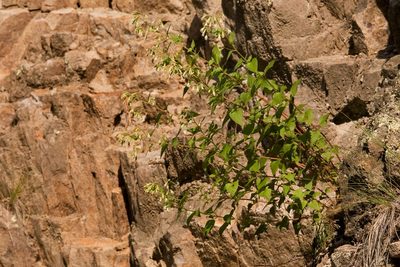 Brickelliastrum fendleri, photographed by Cecelia Alexander