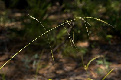 Piptochaetium fimbriatum, photographed by Cecelia Alexander