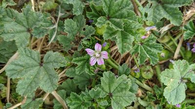 Malva nicaeensis, photographed by Erin Lalime