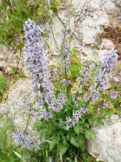 Petromarula pinnata, photographed by Mattia Aaron Miroddi