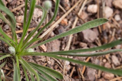 Plantago argyrea, photographed by Cecelia Alexander