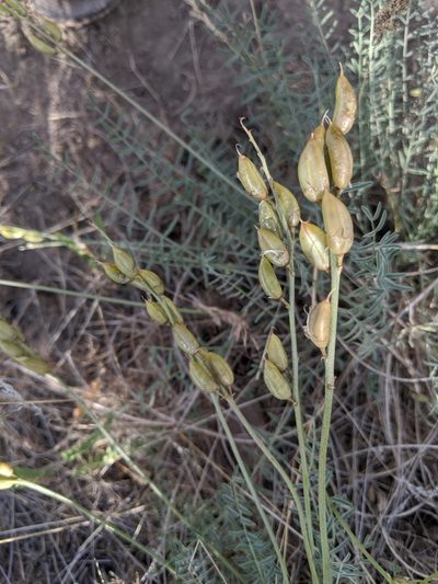 Astragalus reventiformis, photographed by José Garrido