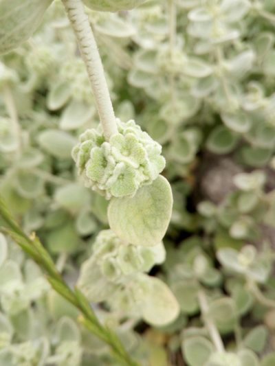 Pseudodictamnus mediterraneus, photographed by Mattia Aaron Miroddi