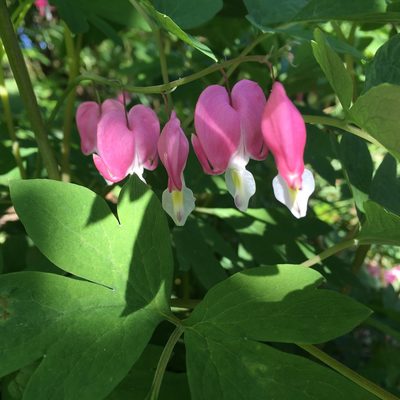 Lamprocapnos spectabilis, photographed by Daniel Atha