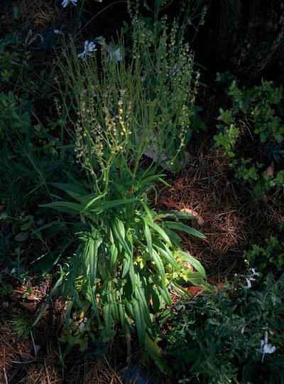 Rumex intermedius, photographed by Julien Renoult