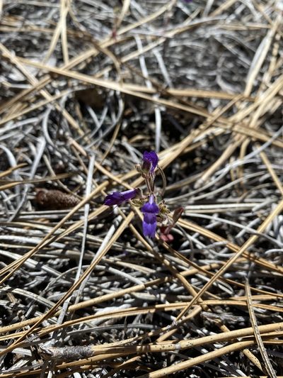 Collinsia greenei, photographed by Jon Lee