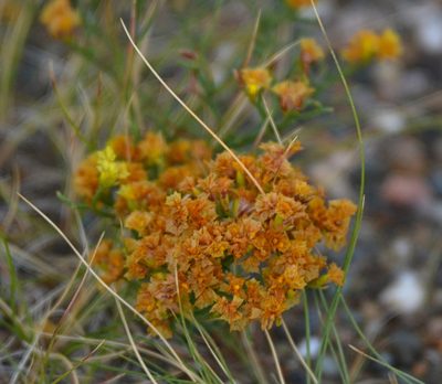 Limonium aureum, photographed by Pavel Komkov