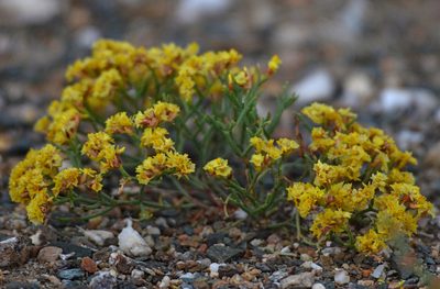 Limonium aureum, photographed by Pavel Komkov