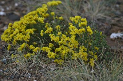 Limonium aureum, photographed by Pavel Komkov