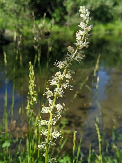 Hastingsia serpentinicola, photographed by Alex Heyman