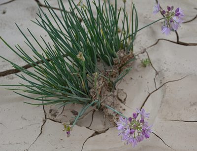 Allium mongolicum, photographed by Pavel Komkov