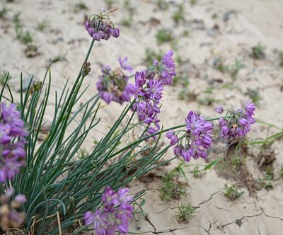 Allium mongolicum, photographed by Pavel Komkov