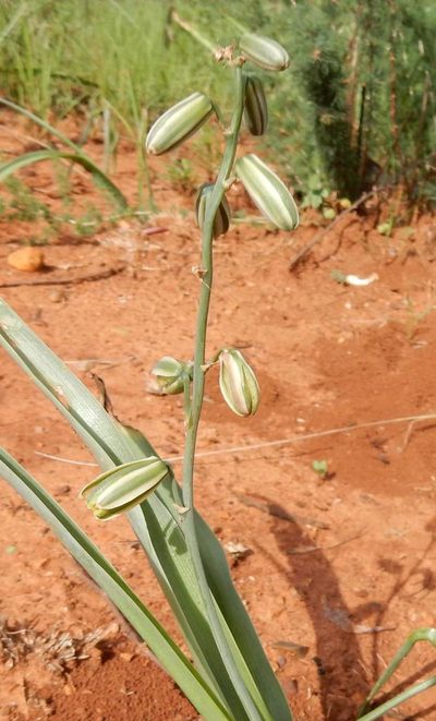 Albuca glauca, photographed by Henry de Lange