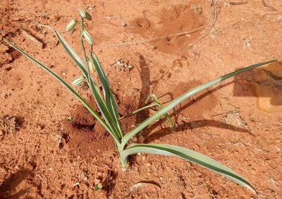 Albuca glauca, photographed by Henry de Lange