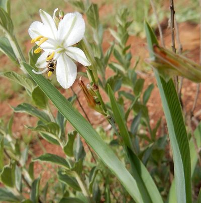 Chlorophytum trichophlebium, photographed by Henry de Lange