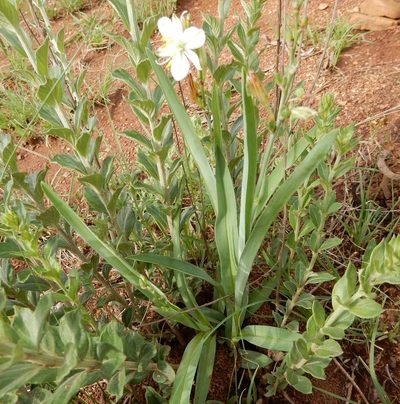 Chlorophytum trichophlebium, photographed by Henry de Lange