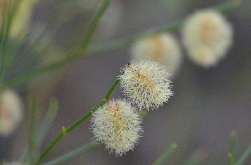 Calligonum mongolicum, photographed by Pavel Komkov