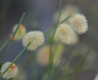 Calligonum mongolicum, photographed by Pavel Komkov
