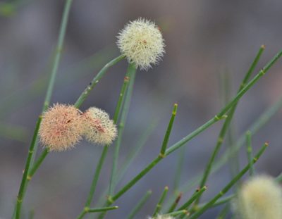 Calligonum mongolicum, photographed by Pavel Komkov