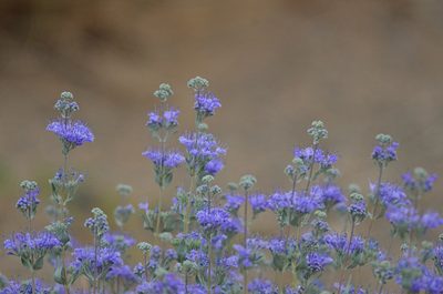Caryopteris mongholica, photographed by Pavel Komkov