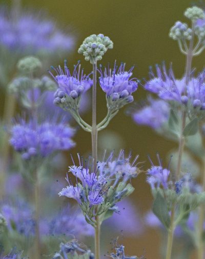 Caryopteris mongholica, photographed by Pavel Komkov