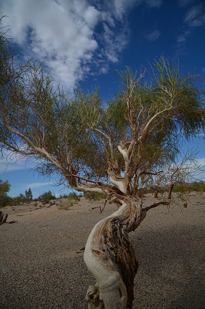 Haloxylon ammodendron, photographed by Pavel Komkov