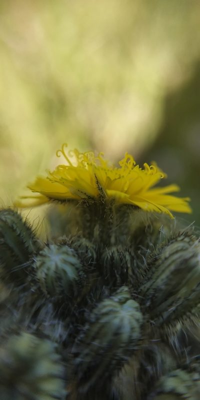 Pilosella sulphurea, photographed by Yurii Basov