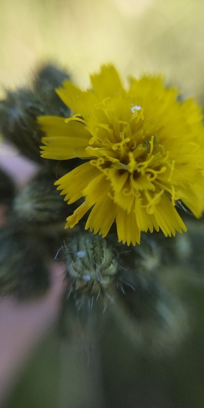 Pilosella sulphurea, photographed by Yurii Basov