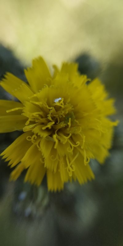 Pilosella sulphurea, photographed by Yurii Basov