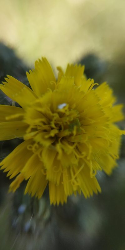 Pilosella sulphurea, photographed by Yurii Basov
