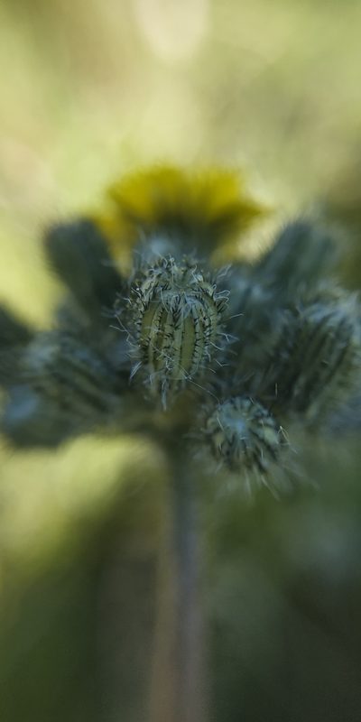 Pilosella sulphurea, photographed by Yurii Basov