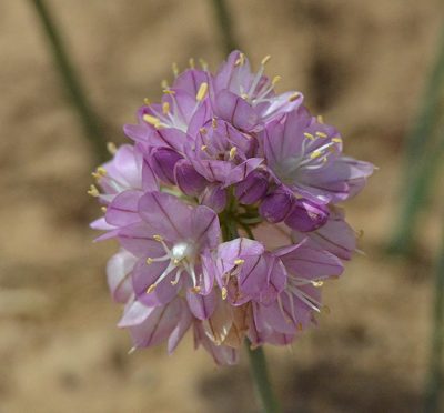 Allium mongolicum, photographed by Pavel Komkov