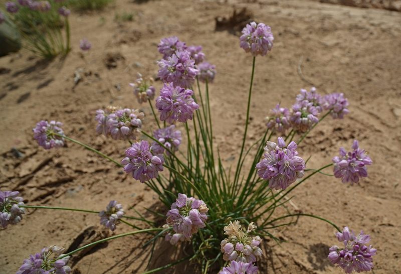 Allium mongolicum, photographed by Pavel Komkov