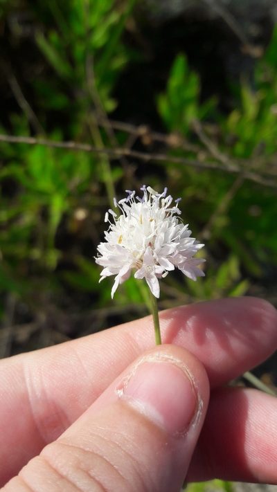Cephalaria joppensis, photographed by Astra
