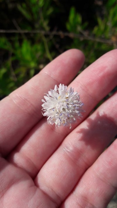 Cephalaria joppensis, photographed by Astra