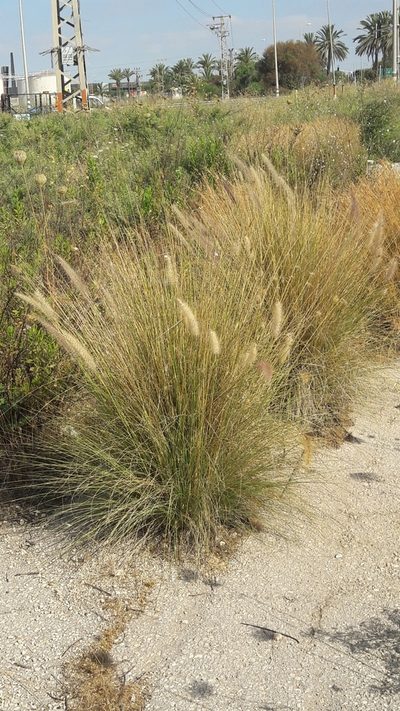 Cenchrus orientalis, photographed by Astra