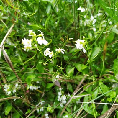 Arabidopsis halleri, photographed by Christina s.l.