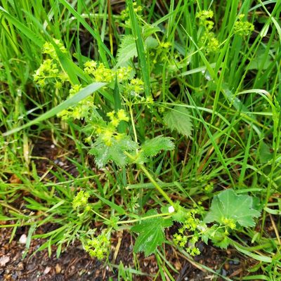 Alchemilla xanthochlora, photographed by Christina s.l.