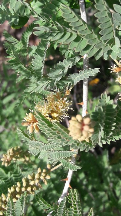 Prosopis farcta, photographed by Astra